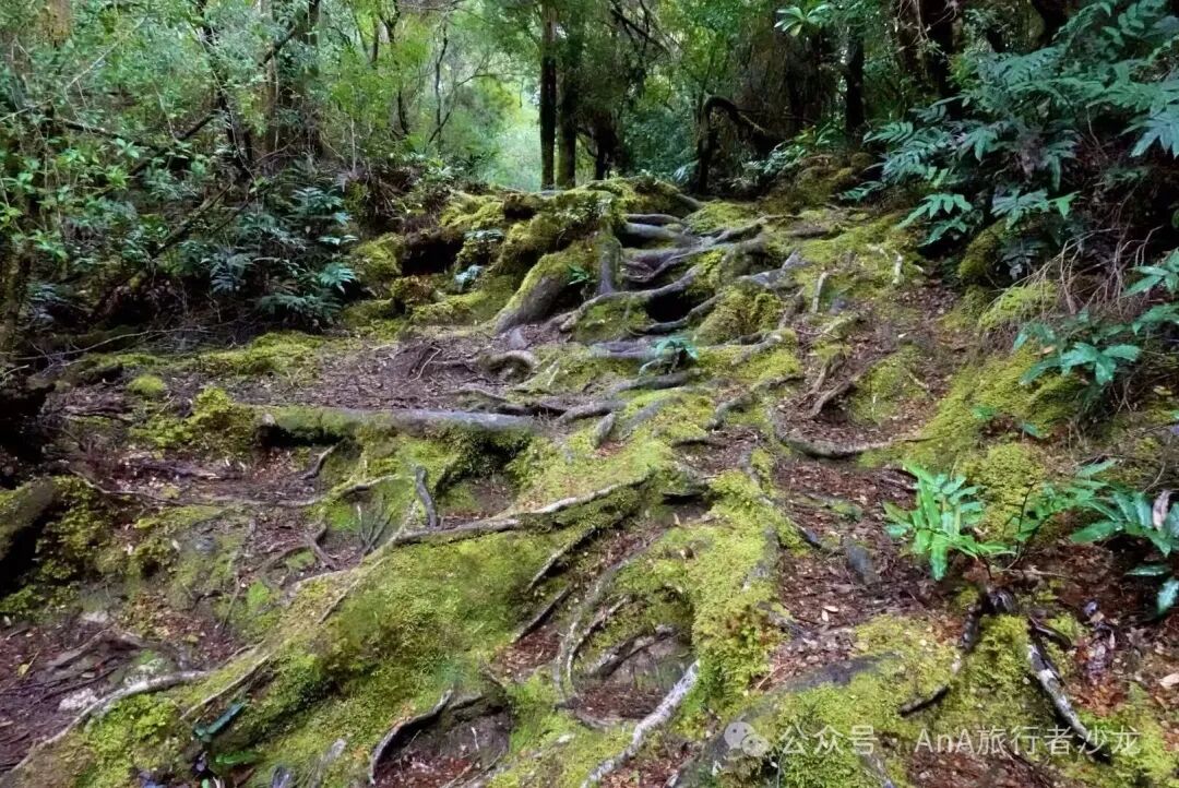 Tasmanian rainforest path
