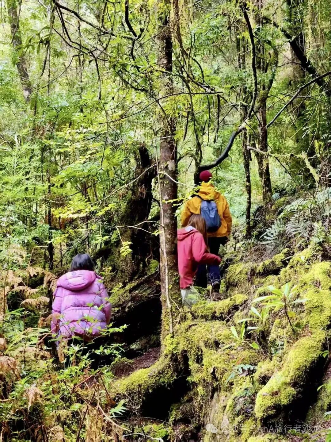 Vertical Tasmanian rainforest walk