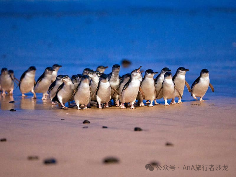 Little penguins in Tasmania