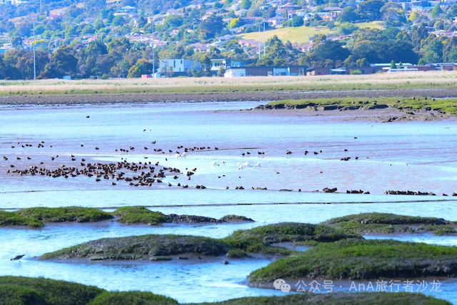 Tamar wetlands and birds