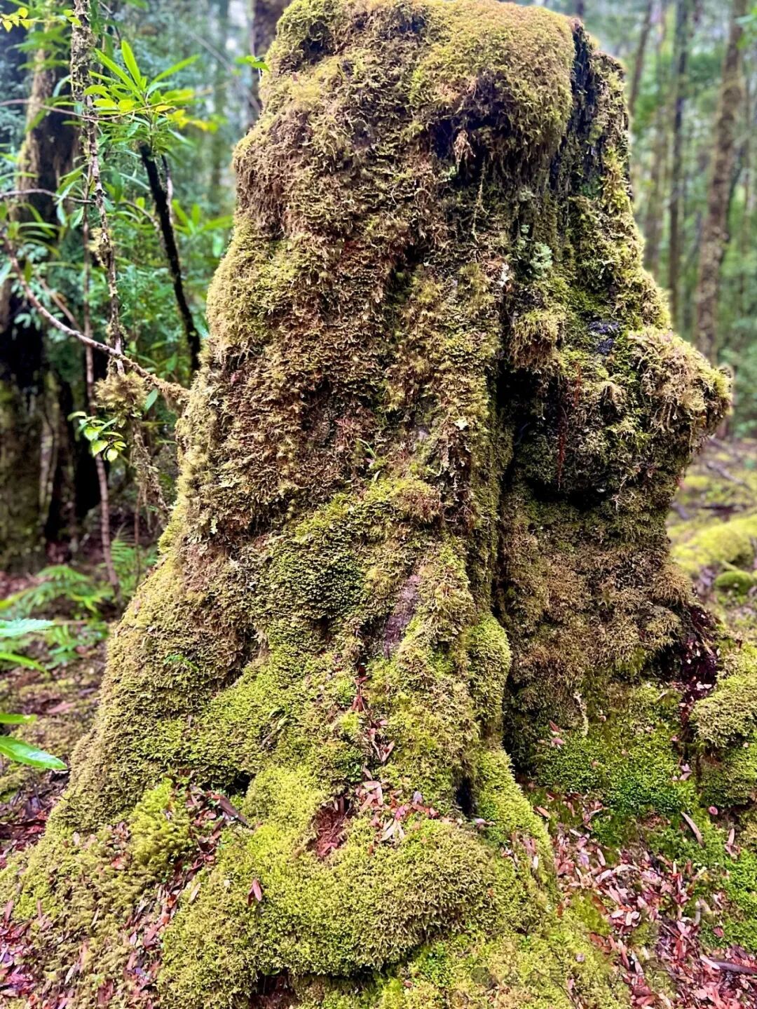Franklin Forest