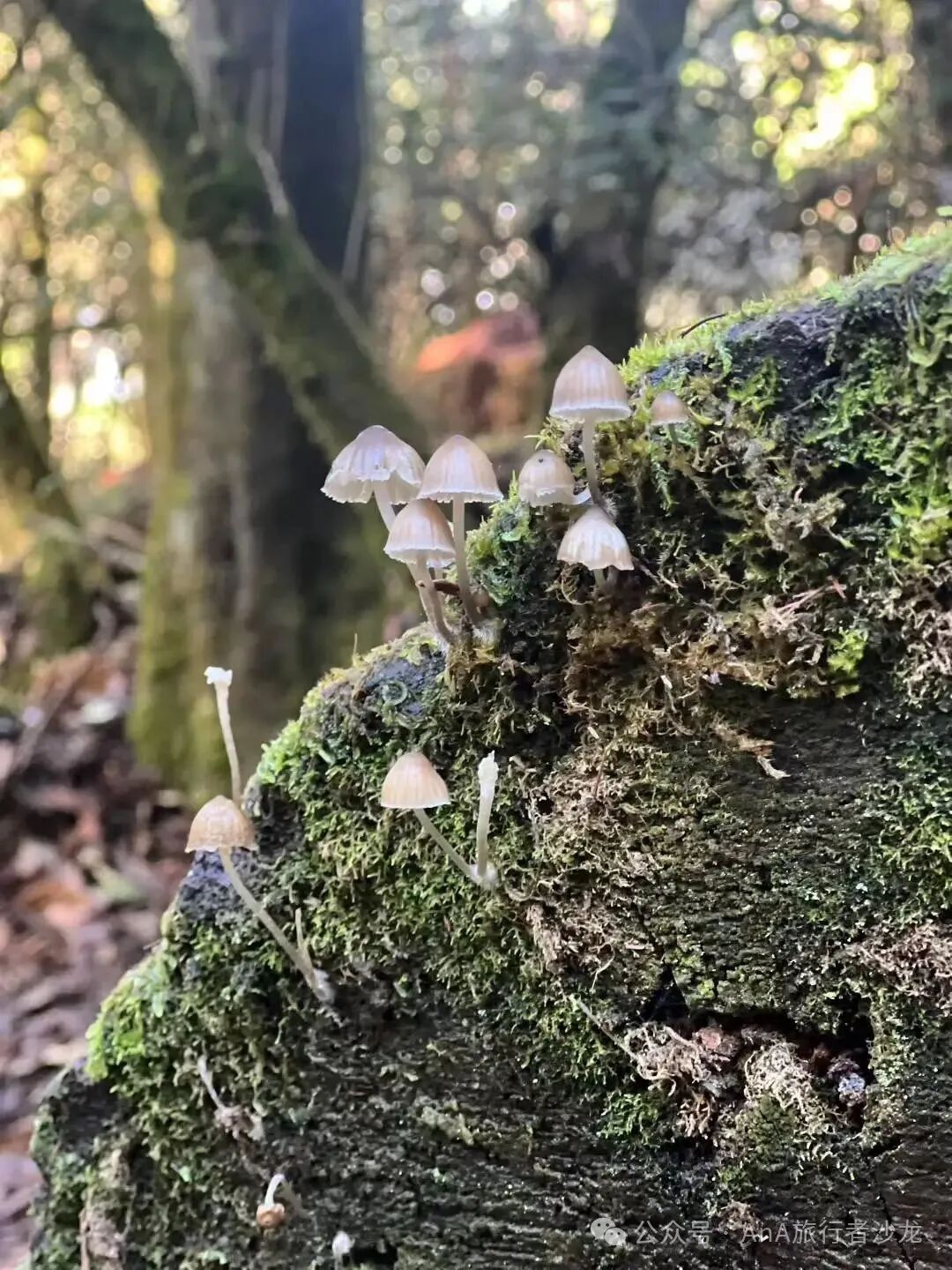 Western forest details